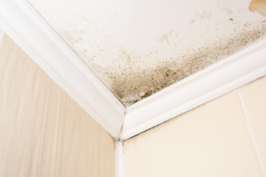 Dark green, black, or brown mold patches on the ceiling 