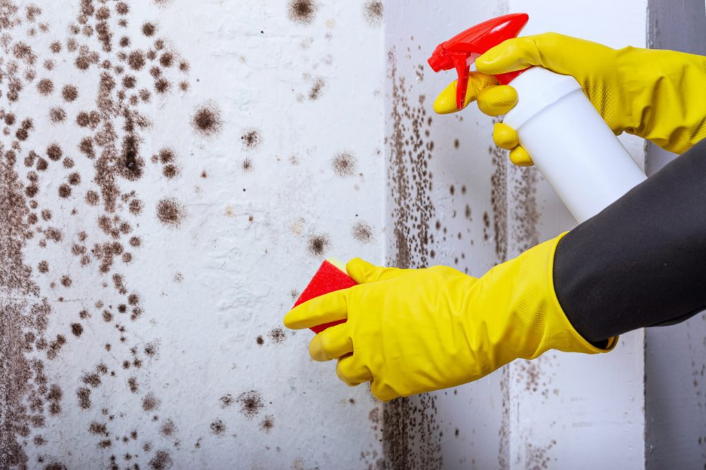 Black mold infested white wall and person cleaning it with hand gloves